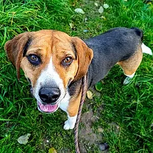 Beagle Chien Lucky