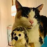 Chat, Carnivore, Felidae, Jouets, Faon, Small To Medium-sized Cats, Moustaches, FenÃªtre, Comfort, Museau, Poil, Domestic Short-haired Cat, Patte, Pet Supply, Queue, Stuffed Toy, Box, Chien de compagnie, Foot, Peluches