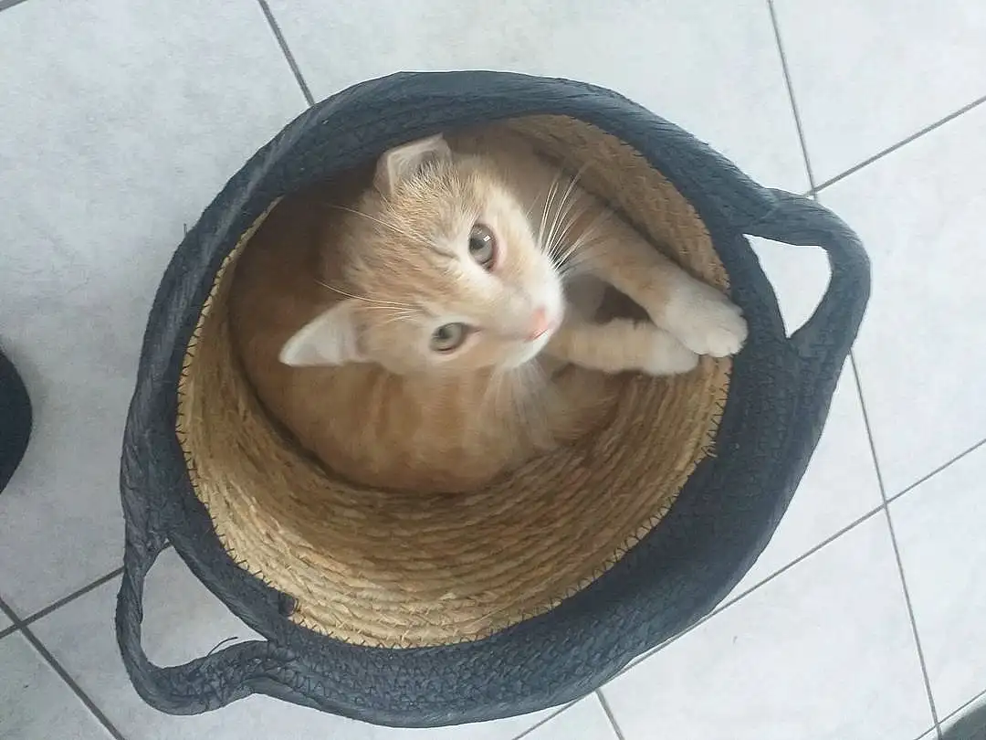 Chat, Felidae, Carnivore, Bois, Small To Medium-sized Cats, Moustaches, Faon, Queue, Museau, Cat Supply, Basket, Cat Bed, Bag, Pet Supply, Domestic Short-haired Cat, Poil, Circle, Comfort, Wicker