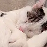 Chat, Comfort, Carnivore, Felidae, Small To Medium-sized Cats, Moustaches, Museau, Close-up, Patte, Poil, Domestic Short-haired Cat, Griffe, Sieste, Sleep