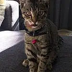 Chat, Small To Medium-sized Cats, Moustaches, Felidae, Chat tigrÃ©, European Shorthair, Domestic Short-haired Cat, Dragon Li, Carnivore, Asiatique, Californian Spangled, American Shorthair, Chatons, Pixie-bob, Museau, Egyptian Mau, Ocicat, American Wirehair