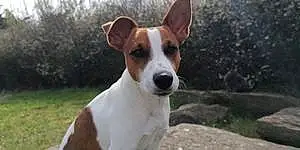 Nom Jack Russell Chien Pitch