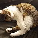 Chat, Carnivore, Felidae, Comfort, Faon, Moustaches, Small To Medium-sized Cats, Museau, Queue, Bois, Patte, Domestic Short-haired Cat, Poil, Griffe, Sieste, Hardwood, Sleep, Cardboard, Foot