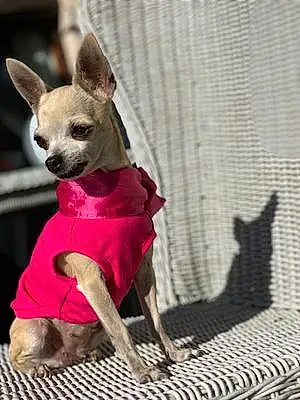 Nom Chihuahua Chien Ellie