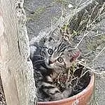Chat, Plante, Flowerpot, Felidae, Carnivore, Small To Medium-sized Cats, Houseplant, Moustaches, Terrestrial Plant, Trunk, Twig, Terrestrial Animal, Bois, Museau, Herbe, Automotive Tire, Arbre, Queue, Domestic Short-haired Cat, Poil