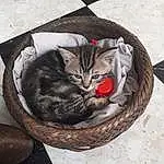 Chat, Felidae, Small To Medium-sized Cats, Carnivore, Grey, Moustaches, Comfort, Cat Bed, Museau, Cat Supply, Queue, Domestic Short-haired Cat, Poil, Terrestrial Animal, Pet Supply, Pattern, Bois, Griffe, Sieste, Patte