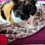 Chat, Comfort, Felidae, Carnivore, Textile, Small To Medium-sized Cats, Moustaches, Linens, Pattern, Poil, Bedding, Domestic Short-haired Cat, Queue, Bag, Plaid, Magenta, Woven Fabric, Sieste, Patte