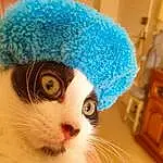 Yeux, Chat, Cap, Chapi Chapo, Textile, Felidae, Carnivore, Dress, Headgear, Moustaches, Faon, Creative Arts, Small To Medium-sized Cats, Woolen, Wool, Electric Blue, Knit Cap, Animal Product