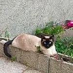 Plante, Chat, Siamois, Carnivore, Felidae, Iris, Moustaches, Small To Medium-sized Cats, Faon, Road Surface, Herbe, Museau, Queue, Groundcover, Balinais, Road, Thai, Arbre, Poil, Domestic Short-haired Cat