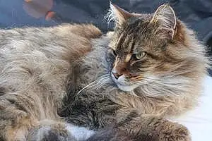 Nom Maine Coon Chat Dixi