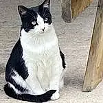 Chat, Felidae, Small To Medium-sized Cats, Carnivore, Moustaches, Museau, Queue, Bois, Domestic Short-haired Cat, Patte, Poil, Chats noirs, Formal Wear, Foot, Assis, Noir & Blanc, Sand, Hardwood, Comfort, Human Leg