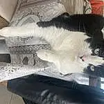 Chat, Felidae, Comfort, Carnivore, Grey, Moustaches, Small To Medium-sized Cats, Bois, Lap, Automotive Tire, Queue, Museau, Poil, Domestic Short-haired Cat, Patte, Griffe, Auto Part, Foot, Canidae, Metal