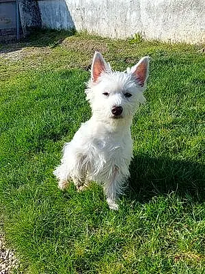 Nom West Highland White Terrier Chien Rya