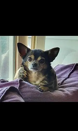 Nom Chihuahua Chien Tito