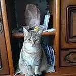 Chat, Felidae, Fenêtre, Carnivore, Bois, Moustaches, Small To Medium-sized Cats, Grey, Door, Picture Frame, Shelf, Domestic Short-haired Cat, Poil, Queue, Hardwood, Room, Box, Shelving, Assis