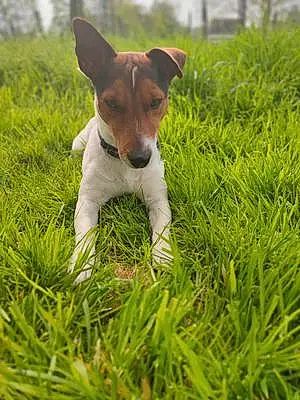 Nom Jack Russell Chien Shelby