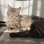 Chat, Felidae, Comfort, Carnivore, Small To Medium-sized Cats, Moustaches, Grey, Museau, Queue, Patte, Poil, Assis, Griffe, Domestic Short-haired Cat, Bois, Monochrome, Sieste, Noir & Blanc, Terrestrial Animal