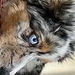 Chien, Carnivore, Iris, Race de chien, Moustaches, Chien de compagnie, Art, Eyelash, Felidae, Poil, Painting, Terrestrial Animal, Electric Blue, Small To Medium-sized Cats, Canidae, Drawing, Visual Arts, Illustration