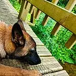 Chien, Berger allemand, Plante, Carnivore, Fence, Bois, Faon, Herbe, Outdoor Furniture, Race de chien, Groundcover, Museau, Terrestrial Animal, King Shepherd, Hardwood, Home Fencing, Working Animal, Pet Supply, Wood Stain