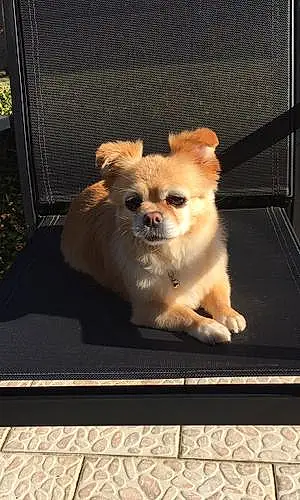 Nom Chihuahua Chien Lizy