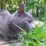 Chat, Plante, Carnivore, Felidae, Small To Medium-sized Cats, Grey, Herbe, Moustaches, Groundcover, Arbre, Terrestrial Animal, Bleu russe, Museau, Domestic Short-haired Cat, Queue, Poil, Art