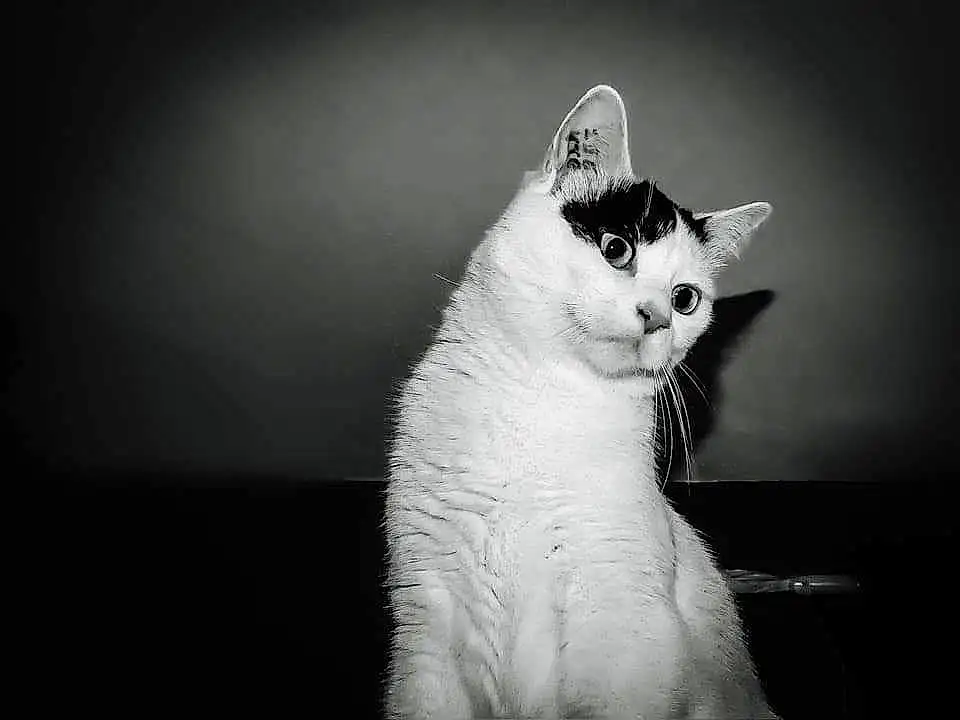 Chat, Carnivore, Flash Photography, Felidae, Grey, Moustaches, Black-and-white, Small To Medium-sized Cats, Museau, Noir & Blanc, Darkness, Queue, Monochrome, Ciel, Domestic Short-haired Cat, Poil, Still Life Photography, Patte