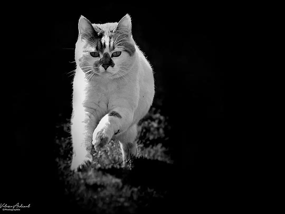 Chat, Flash Photography, Felidae, Carnivore, Small To Medium-sized Cats, Black-and-white, Moustaches, Ciel, Herbe, Noir & Blanc, Museau, Queue, Monochrome, Darkness, Patte, Domestic Short-haired Cat, Poil, Still Life Photography, Art, Symmetry