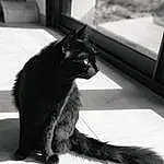 Chat, Black, Carnivore, Black-and-white, Grey, Felidae, Style, Moustaches, Small To Medium-sized Cats, FenÃªtre, Chats noirs, Noir & Blanc, Monochrome, Tints And Shades, Queue, Close-up, Poil, Domestic Short-haired Cat, Bombay, Patte