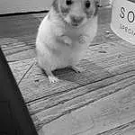 Blanc, Black, Moustaches, Rat, Hamster, Peau, Muridae, Mouse, Muroidea, Museau, Rodent, Chinchilla, Yeux, Degu, Gerbil, Photography, Black-and-white