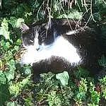 Chat, Plante, Felidae, Carnivore, Botany, Small To Medium-sized Cats, Moustaches, Vegetation, Herbe, Groundcover, Queue, Museau, Shrub, Poil, Domestic Short-haired Cat, Jungle, Herb, Arbre