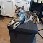 Chat, Felidae, Carnivore, Door, Grey, Small To Medium-sized Cats, Cabinetry, Moustaches, Bois, Hardwood, Queue, Comfort, Poil, Domestic Short-haired Cat, Box, Assis, Shipping Box, Living Room