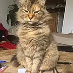 Chat, Felidae, Carnivore, Small To Medium-sized Cats, Moustaches, Iris, Faon, Maine Coon, Museau, Terrestrial Animal, Queue, Poil, Box, Bois, Domestic Short-haired Cat, Plante, British Longhair, Griffe