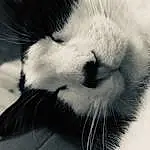 Head, Chat, Yeux, Jambe, Felidae, Plante, Human Body, Carnivore, Small To Medium-sized Cats, Style, Moustaches, Cloud, Queue, Museau, Fenêtre, Patte, Noir & Blanc, Close-up, Monochrome, Domestic Short-haired Cat