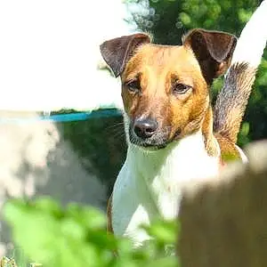 Nom Jack Russell Chien Lyna