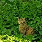 Plante, Chat, Felidae, Carnivore, Small To Medium-sized Cats, Vegetation, Moustaches, Herbe, Faon, Shrub, Terrestrial Animal, Groundcover, Terrestrial Plant, Queue, Museau, Flowering Plant, Herbaceous Plant, Domestic Short-haired Cat