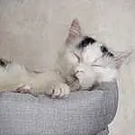 Chat, Felidae, Comfort, Carnivore, Small To Medium-sized Cats, Moustaches, Faon, Museau, Queue, Patte, Domestic Short-haired Cat, Poil, Sieste, Griffe, Ragdoll, Sleep, Foot