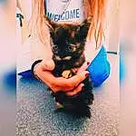 Chat, Small To Medium-sized Cats, Felidae, Chatons, Carnivore, Chats noirs, Canidae, Yorkshire Terrier, Poil, Moustaches, Hand, Chiots, Oreille, Long Hair, Queue, Race de chien, Black Hair