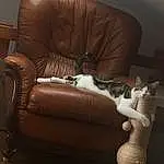 Brown, Meubles, Comfort, Chat, Couch, Bois, Textile, Felidae, Interior Design, Building, Armrest, Carnivore, Studio Couch, Living Room, Hardwood, Small To Medium-sized Cats, Chair, Club Chair