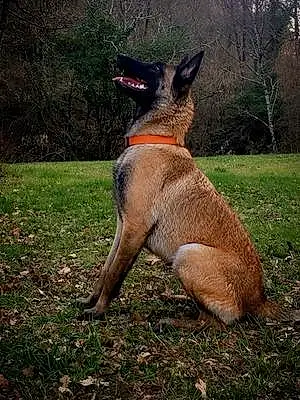 Nom Berger Malinois Chien Oracle