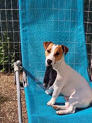Nom Jack Russell Chien Saxo