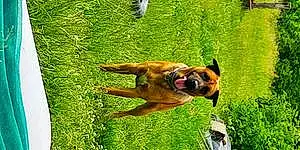 Berger Malinois Chien Snoopy