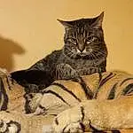 Chat, Felidae, Carnivore, Small To Medium-sized Cats, Moustaches, Faon, Comfort, Terrestrial Animal, Museau, Queue, Griffe, Poil, Domestic Short-haired Cat, Patte, Big Cats, Sieste, Bobcat, Cat Supply, Assis
