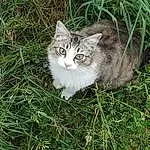 Chat, Plante, Felidae, Carnivore, Small To Medium-sized Cats, Moustaches, Faon, Arbre, Herbe, Groundcover, Queue, Museau, Terrestrial Animal, Poil, Domestic Short-haired Cat, Herb, Shrub