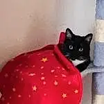 Chat, Felidae, Carnivore, Comfort, Textile, Small To Medium-sized Cats, Cat Supply, Faon, Moustaches, Bois, Queue, Chats noirs, Linens, Room, Domestic Short-haired Cat, Chair, Pattern, Magenta, Hardwood