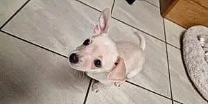 Nom Chihuahua Chien Caramel