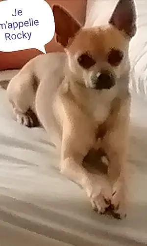 Nom Chihuahua Chien Rocky