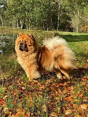 Nom Chow Chow Chien Nessy