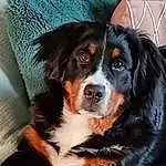 Chien, Carnivore, Race de chien, Chien de compagnie, Door, Museau, Bored, Moustaches, Baballe, Terrestrial Animal, Bernese Mountain Dog, Canidae, Working Animal, Working Dog, Poil, Darkness