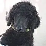 Chien, Race de chien, Carnivore, Neige, Chien de compagnie, Water Dog, Museau, Working Animal, Poodle, Canidae, Hiver, Standard Poodle, Poil, Toy Dog, Pet Supply, Precipitation, Working Dog, Non-sporting Group