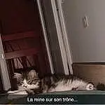 Chat, Fenêtre, Comfort, Felidae, Carnivore, Bois, Grey, Small To Medium-sized Cats, Moustaches, House, Hardwood, Building, Queue, Bed, Living Room, Chien de compagnie, Door, Room